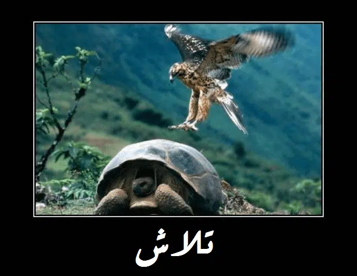 تلاش و تلاش
